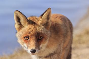 �����Ƽ��ַ���ѧ��Ƶ���á����簲ȫ+��Ϊ�Ҹ������һ��������ǽ��...